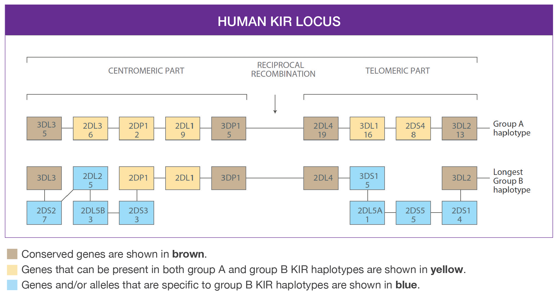 Human KIR locus